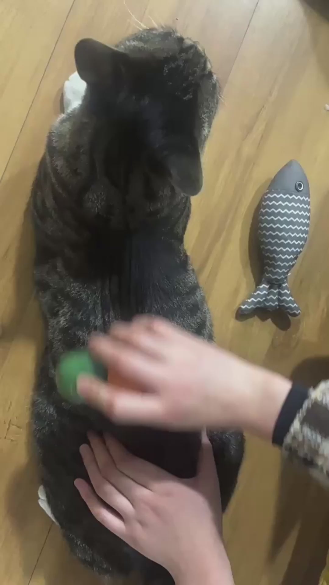 Avocado Steam Cat Brush - Gentle Grooming & Relaxing Massage