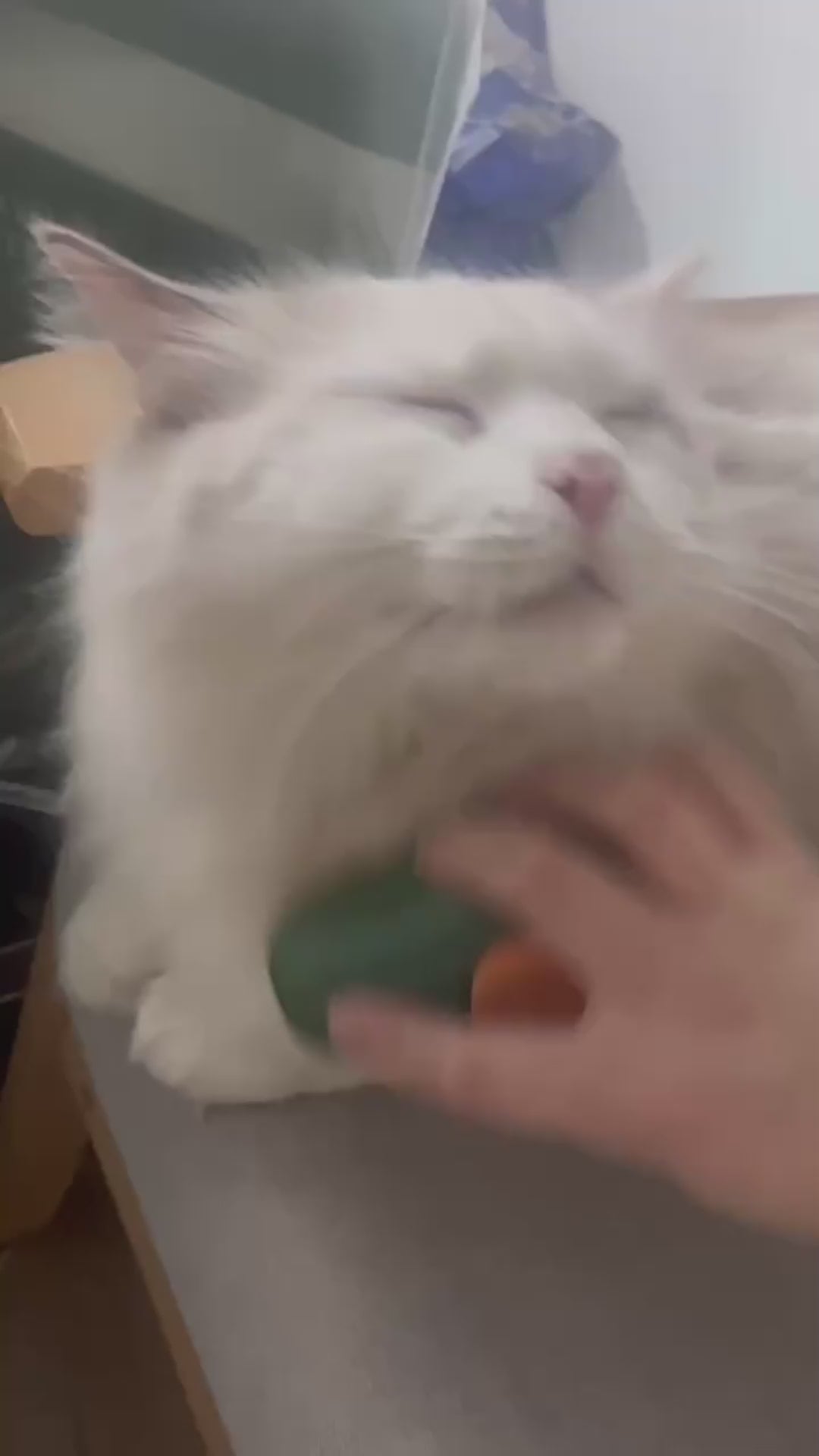 Avocado Steam Cat Brush - Gentle Grooming & Relaxing Massage