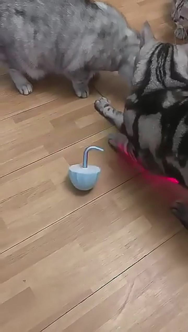 Smart Cat Laser Toy - Automatic USB Rechargeable Play Fun